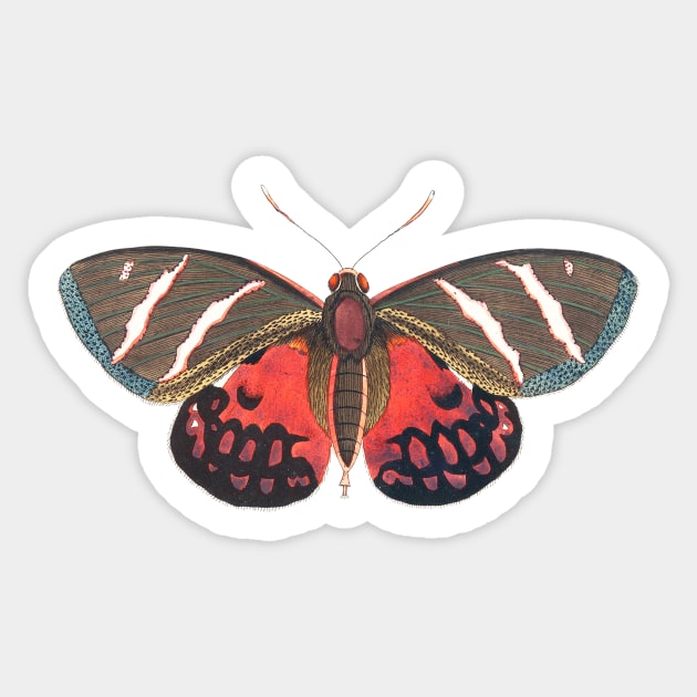 Papilio Icarus Sticker by WAITE-SMITH VINTAGE ART